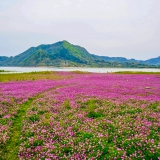 ��ҰȤ��2026.4.11-12��̫ƽ������[̫ƽ��]