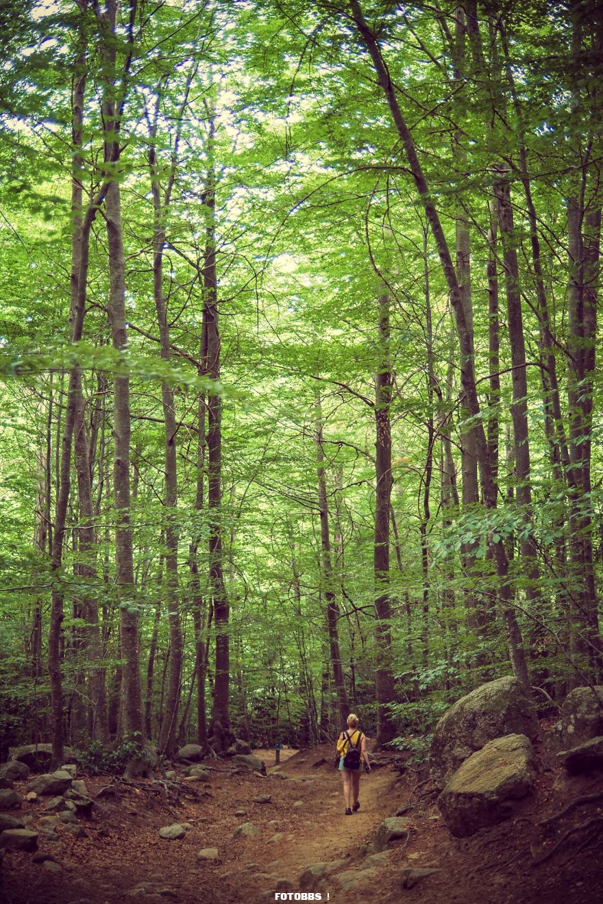 The-forest-by-osanchezphoto-Spain-5e58e37c54f05__880.jpg