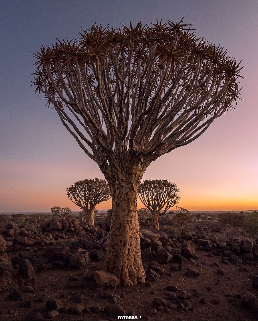 Quiver-Trees-by-tomdewaart-Netherlands-5e58e360bc5af__880.jpg