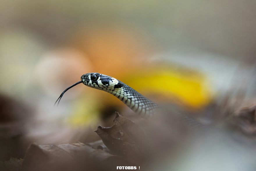 The-grass-snake-sneaking-through-autumn-leaves-by-maciejj-Poland-5e58e37fbd45c__880.jpg
