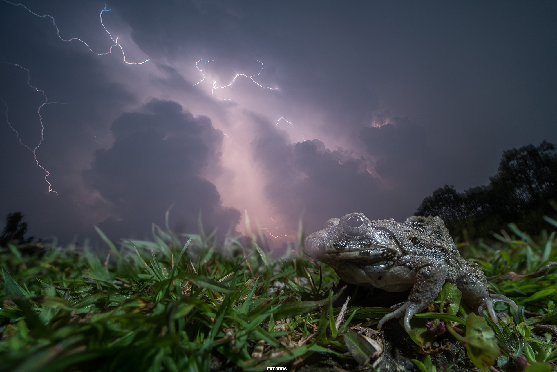 Animal_Portraits_-_Special_Mention_-_Ripan_Biswas_dsc-3908.jpg