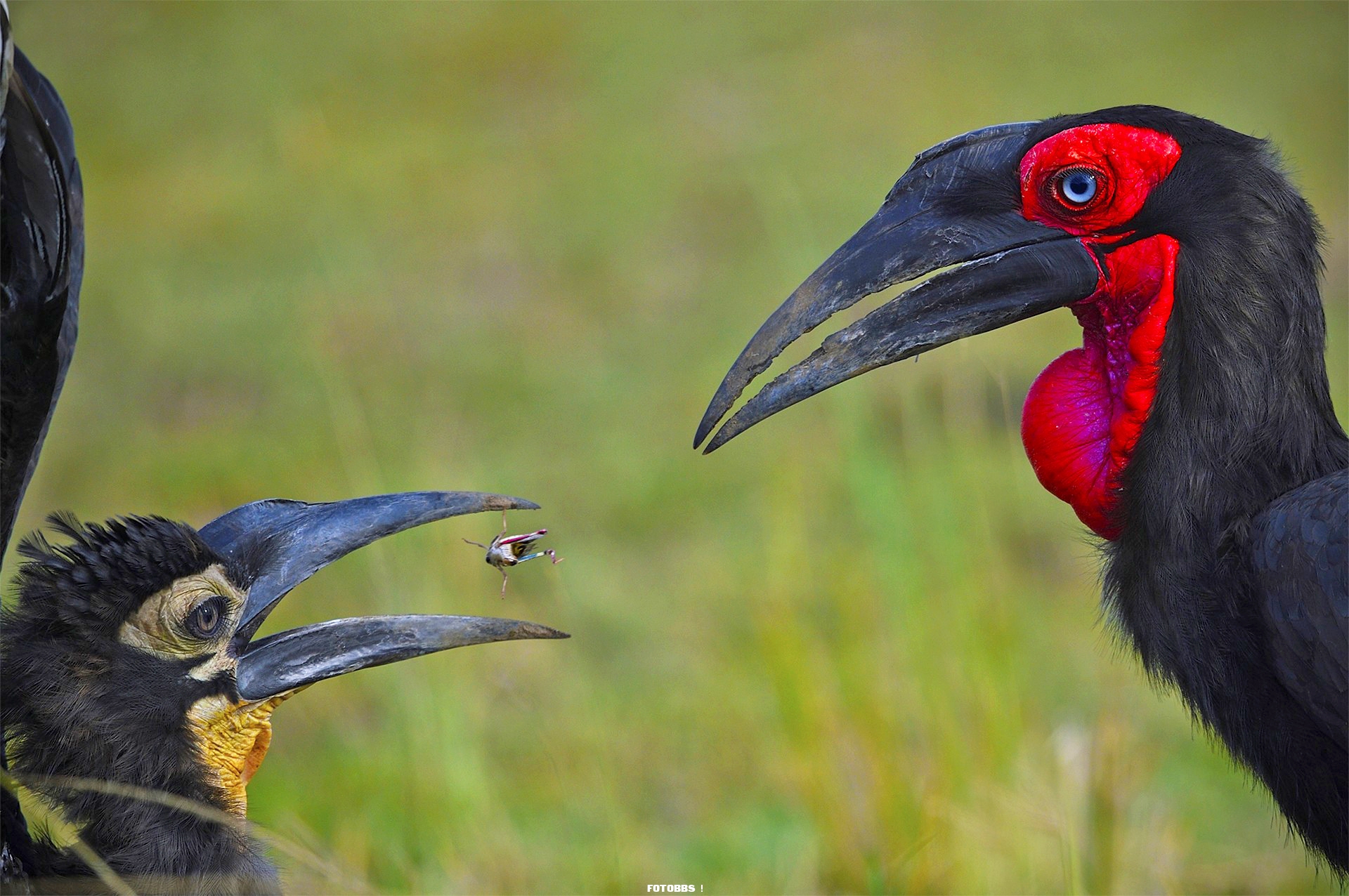 Animal_Behaviour_-_Special_Mention_-_Varun_Thakkar_dsc6035.jpg