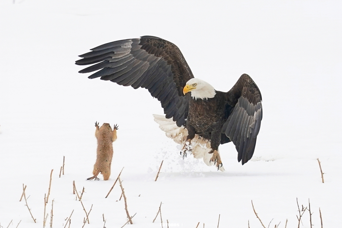 Arthur-Trevino_Bald-Eagle-Gets-A-Surprise_00001119.jpg