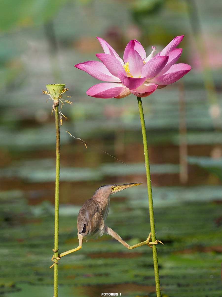 KT-WONG_Yoga-Bittern_00000180.jpg