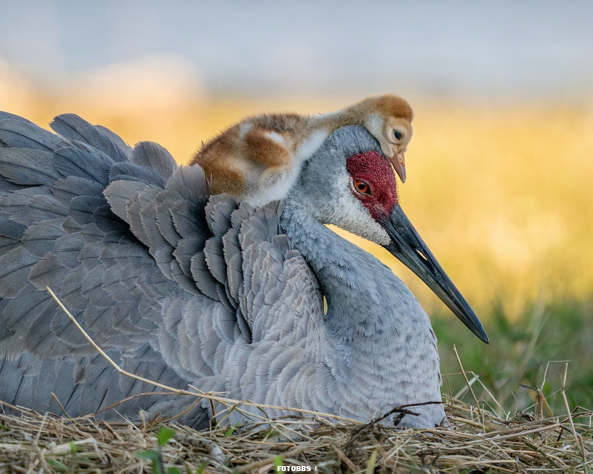 web_Amateur_1_Winner_RobinUlery_sandhillcrane_amateur.jpg