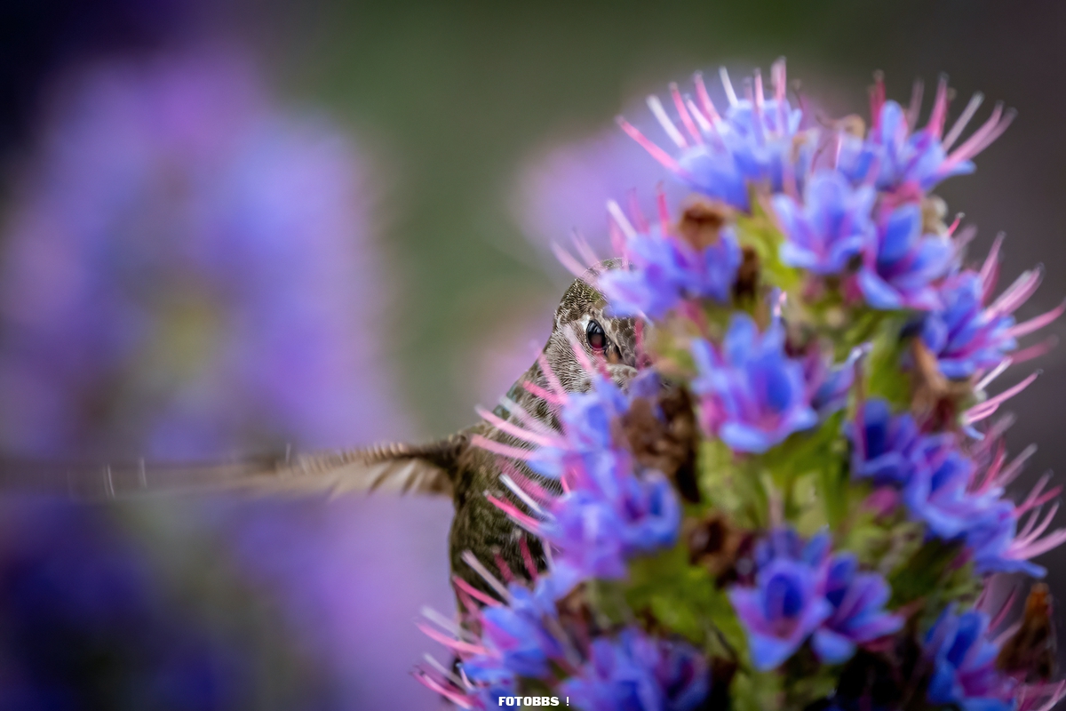 web_Fisher-Prize_Winner_PWeb_atrickCoughlin_AnnasHummingbird_amatuer.jpg