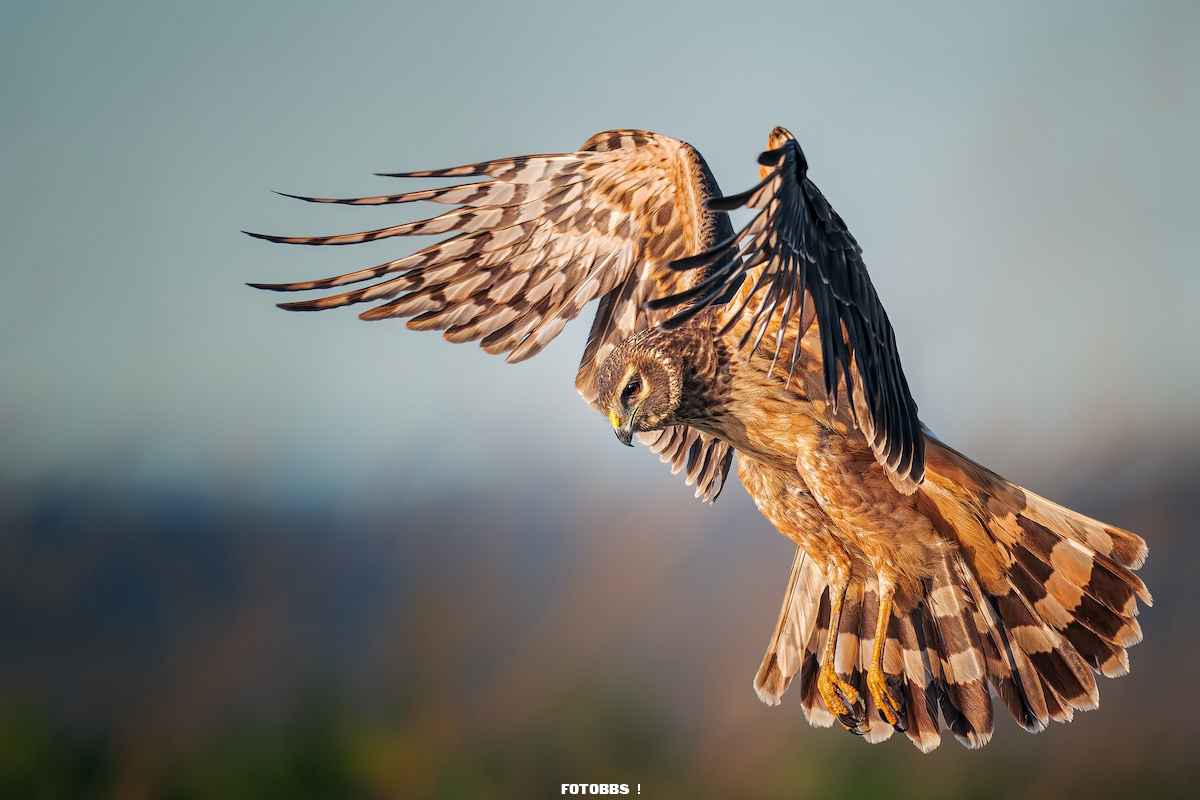 web_Female-Bird-Prize_Winner_ElizabethYichengShen_NorthernHarrier_amateur.jpg