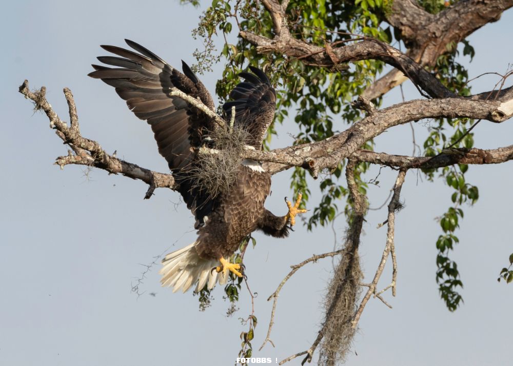 David_Eppley_The_Majestic_and_Graceful_Bald_Eagle.jpg