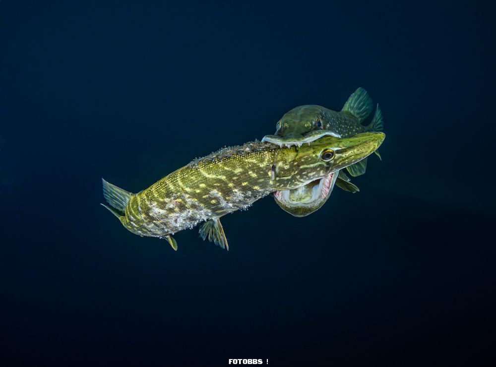 hm1-Marine_Life_Behavior_Lionel_HOUDE_Pike_dinner.jpg