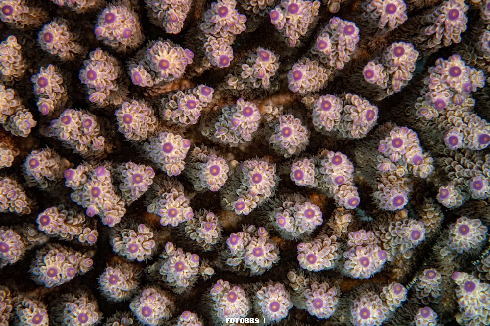 3rd-Compact_Macro_Nicole_Helgason_Coral_tip_forest.jpg