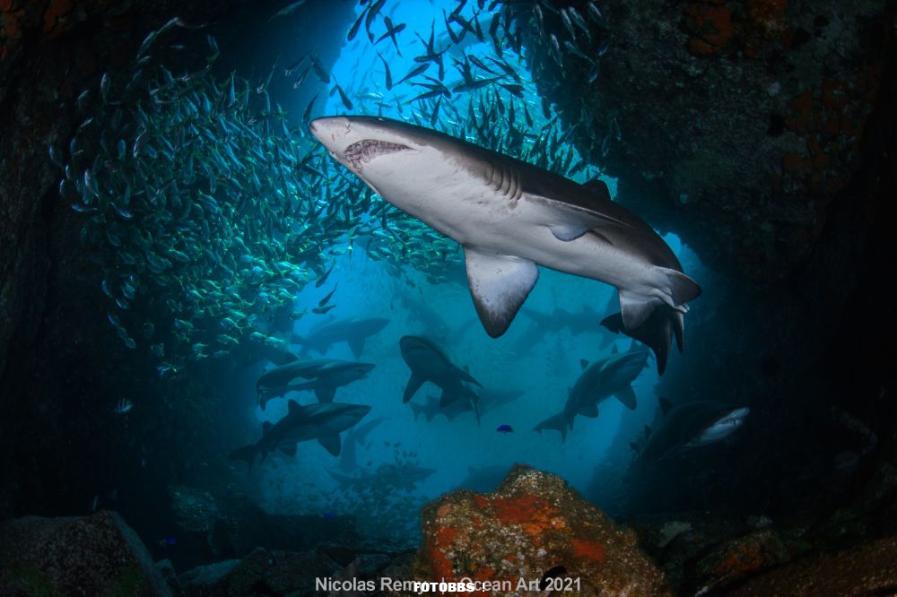 2nd-Wide-Angle_Nicolas_Remy_The sharks cave.jpg