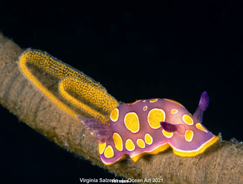 2nd-Nudibranchs_Virginia_Salzedo_Future generations.jpg