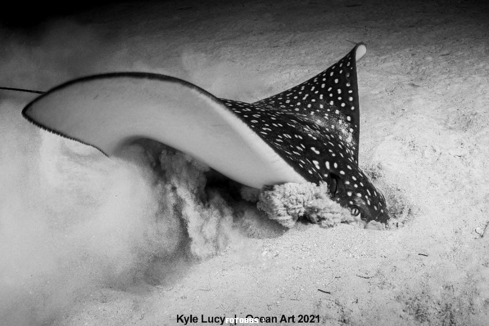 2nd-Black _ White_Kyle_Lucy_Flying in the Sand.jpg