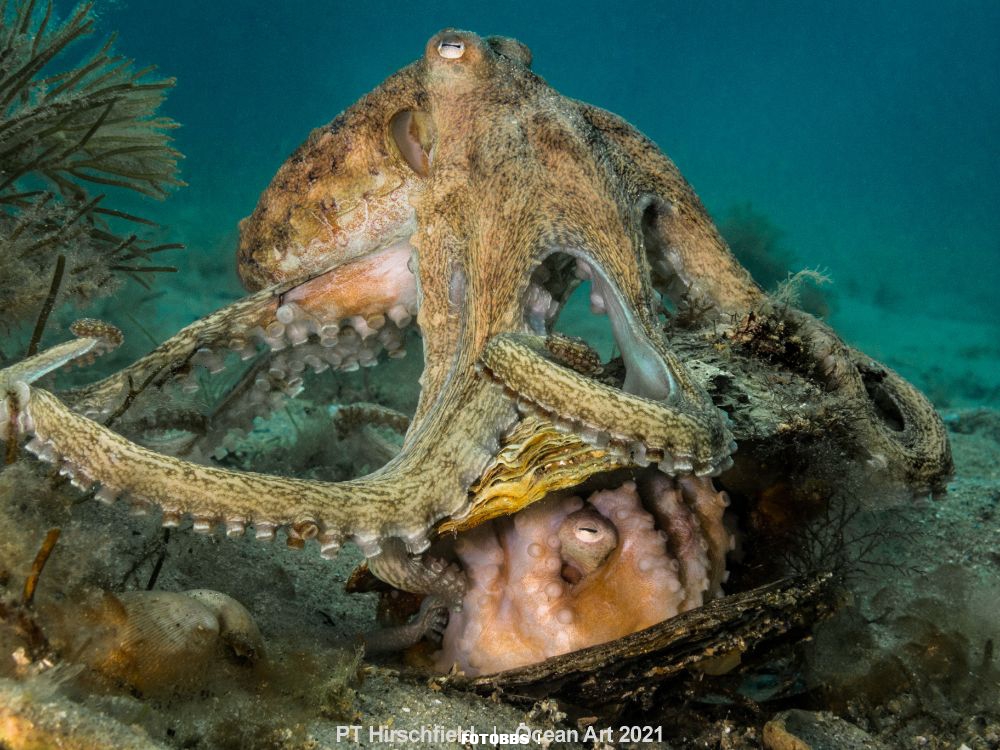 3rd-Compact Behavior_PT_Hirschfield_Mating Pale Octopuses.jpg