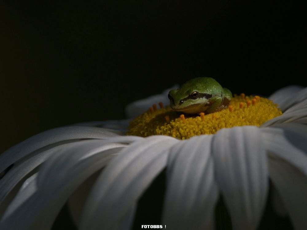 Pacific_tree_frog.jpg