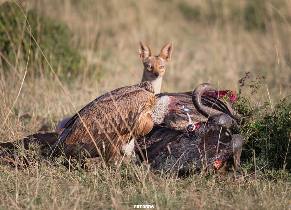 Ashok_Behera_Vulture_and_fox.jpg