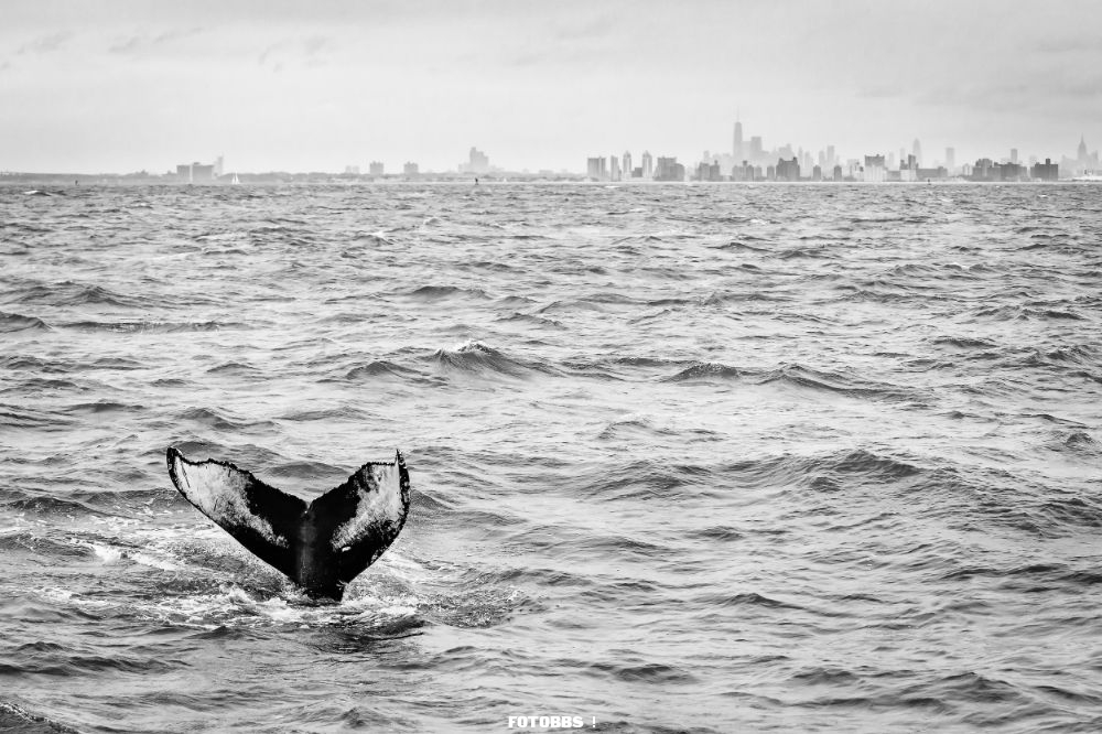 Matthijs_Noome_Humpback_whale.jpg