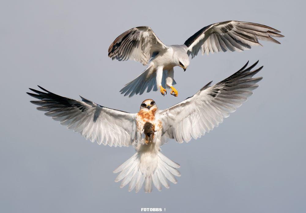 Web_GP_1W_JackZhi_WhiteTailedKite_amateur_high-res.jpg