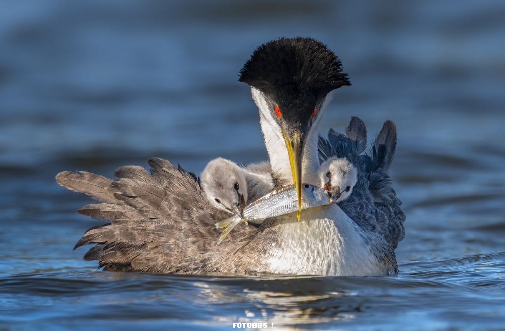 Web_A_1W_PeterShen_WesternGrebe_amateur_high-res.jpg