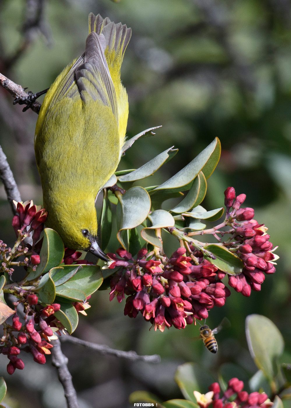 Web_PFB_2HM_WarrenJohnson_Amakihi_PlantsForBirds_high-res.jpg