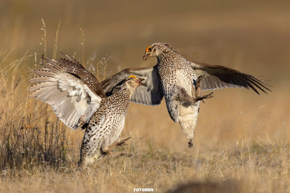 Web_P_2HM_LironGertsman_Sharp-tailedGrouse_professional_highres.jpg