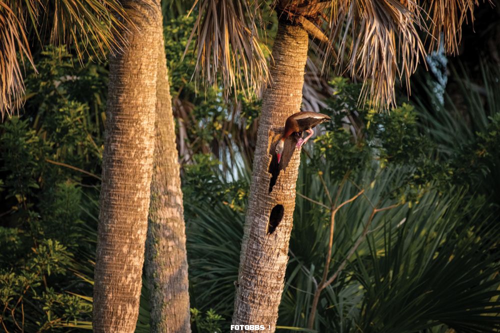 Web_Y_1W_JaydenPreussner_whistlingduck_youth_high-res.jpg