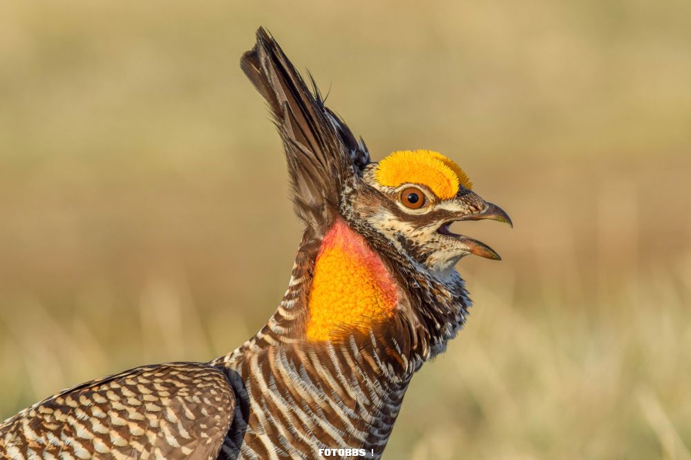 Web_Y_2HM_AmielHopkins_PrairieChicken_youth_highres.jpg