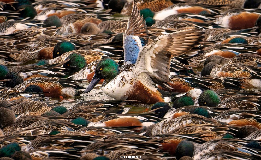 Web_Fish_1W_SteveJessmore_NorthernShoveler_Pro_high-res.jpg