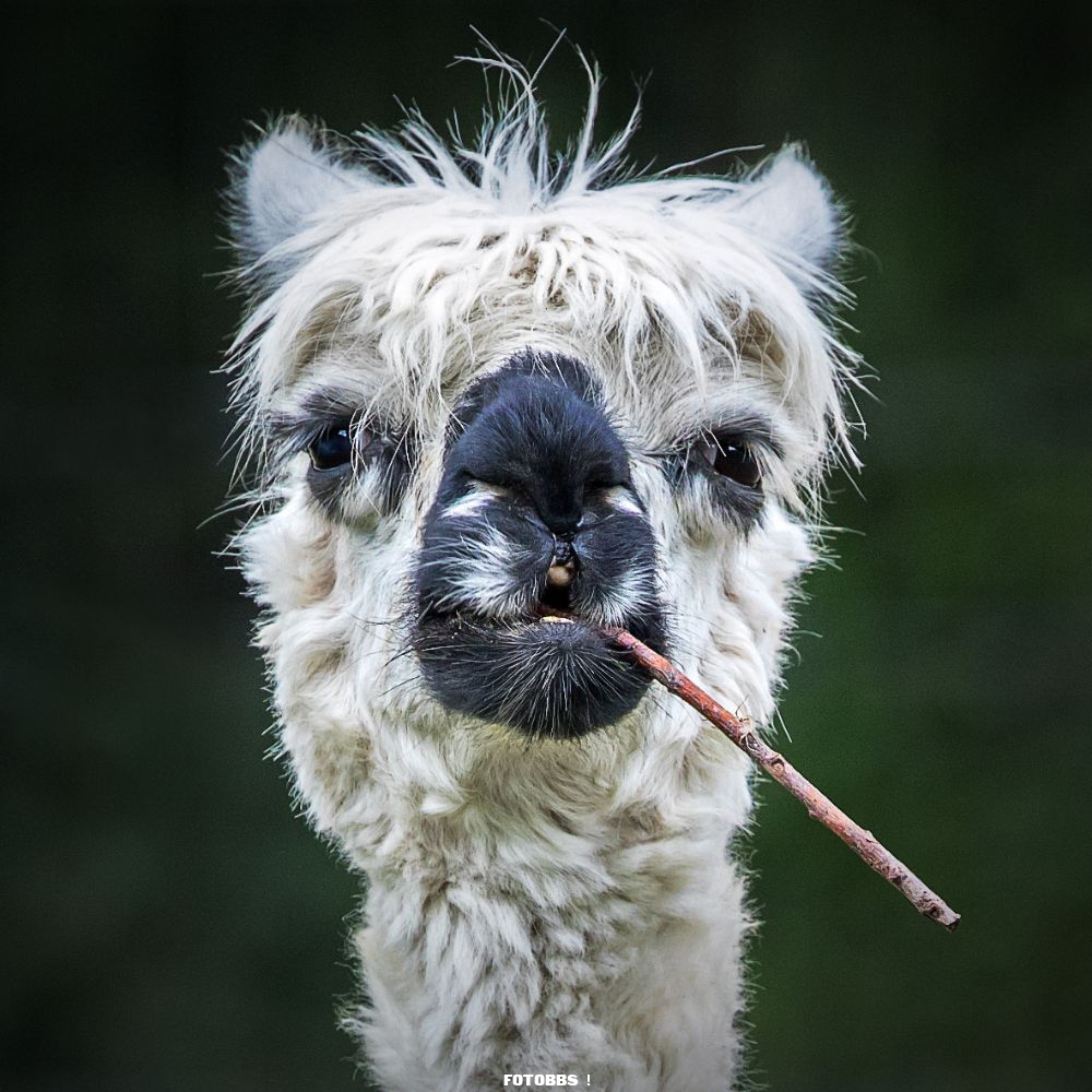 1._Stefan_Brusius_Smokin__Alpaca.jpg