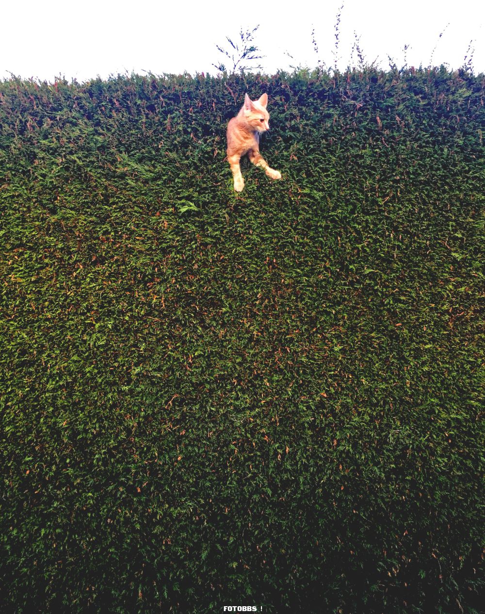 26._Freya_Sharpe_Jack_the_cat_stuck_in_the_hedge.jpg