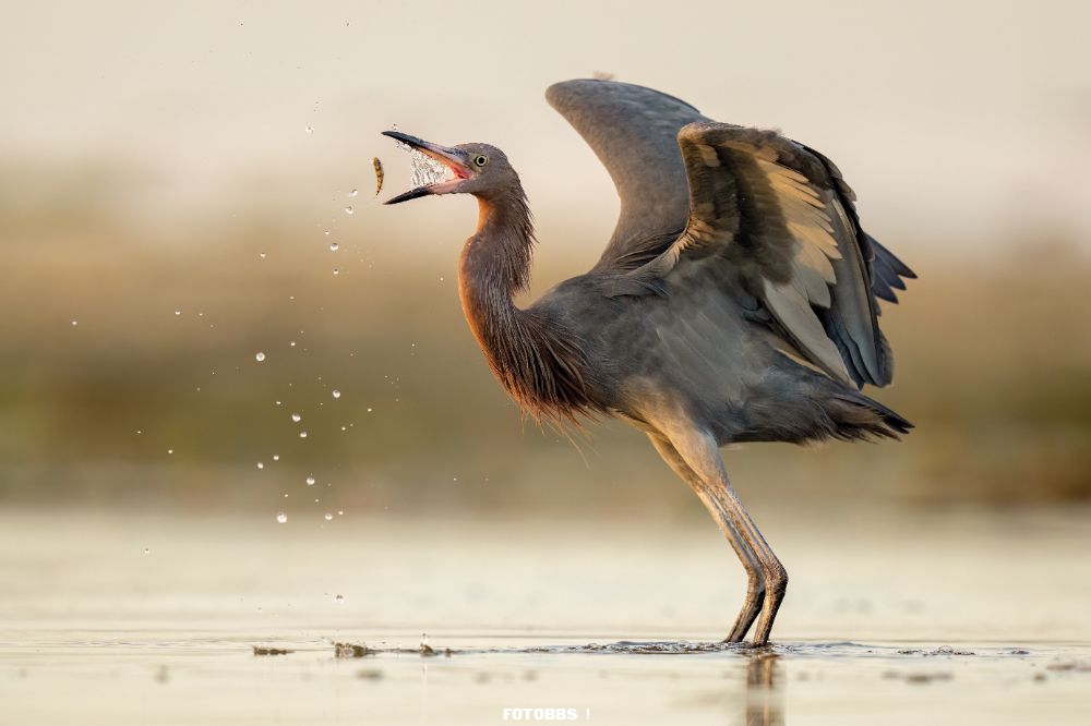 Aud_APA-2023_Reddish-Egret_A1_23046-0_Photo-Nathan-Arnold.jpg