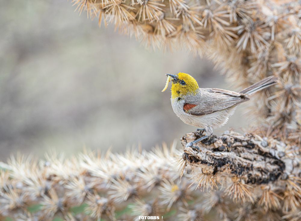 Aud_APA-2023_Verdin_Cane-Cholla_A0_24981-13_Photo-Linda-Scher.jpg.jpg