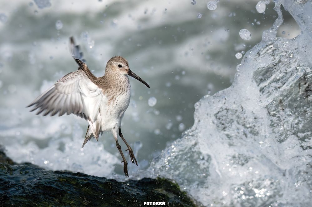 Aud_APA-2023_Dunlin_Y0_24943-1_Photo-Kieran-Barlow.jpg