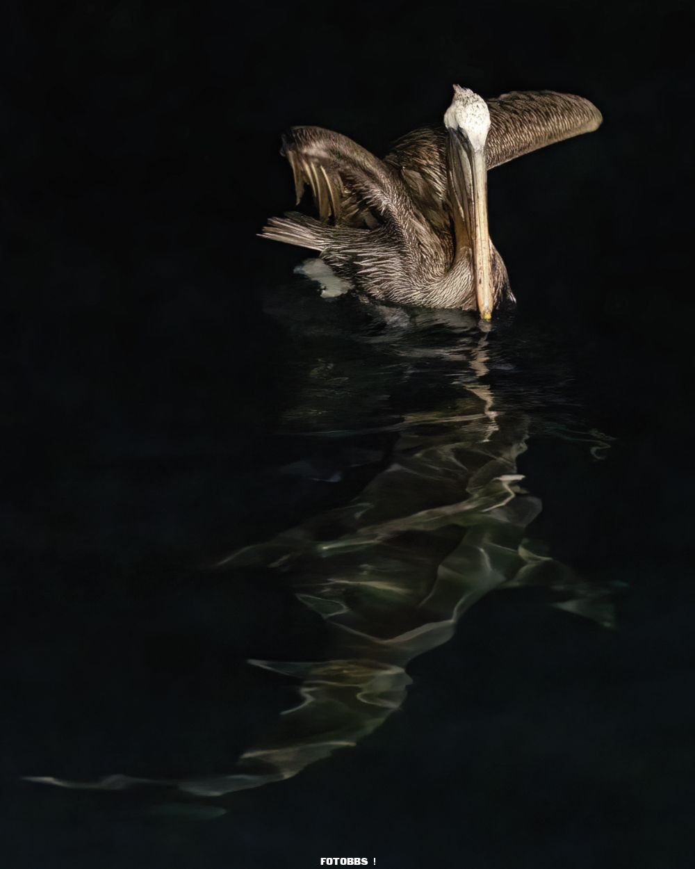 Aud_APA-2023_Brown-Pelican_A0_23805-0_Photo-Sunil-Gopalan.jpg